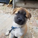 대부도방아머리 이미지