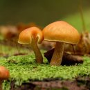 가능치과기공소 이미지