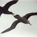 알바트로스 이미지