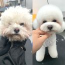 이현경애견미용학원 이미지
