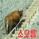 동여주배추된장국