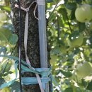 포천사과영농조합법인 이미지