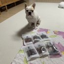 뚱띠레이 | [강아지 수제간식] 뚱띠레이 / 강아지 수제간식 추천 / 전주 애견수제간식 / 연어 스테이크 / 캥거루...