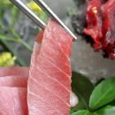 미주참치 이미지