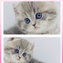 고양이 분양 제나캣 울산점 이미지