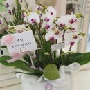 뮤리엘플레르 이미지