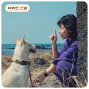 제주 반려견 스냅 촬영 후기 (제주 서쪽 스냅작가 추천 : 다락안스냅)