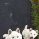 멍멍님수라상 이미지