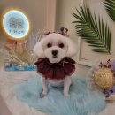 하리스펫 이미지