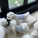 아엔이 강아지옷 추천🐶 메종에떼 소다 나시 착용 후기