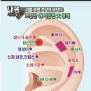 귀의 혈자리, 이침, 귀 지압법 이미지
