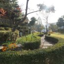 빅트리샵