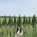 안성팜랜드 4월 4째주, 호밀밭,체험목장 먹이주기체험 후기&amp;영업시간&amp;할인정보