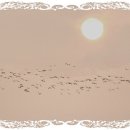 영암오리 이미지