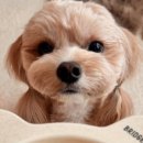 댕댕키친 이미지