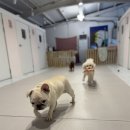 멍그니엘 이미지