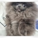 컴투펫 위탁보호센터 인천점 이미지