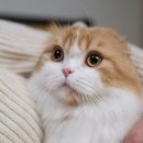 퍼스트 동물메디컬 센터 이미지