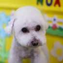 모찌펫살롱 이미지