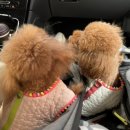 위례나무동물병원 이미지