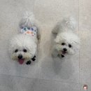 호국로111 | 포천 펫미용 l 군내면_"아뭉아뭉 반려견 미용실" l 3년째 단골인 이유! 솔직후기