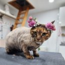 꽃길 걷는 고양이 이미지