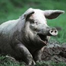 (주)신차이 이미지