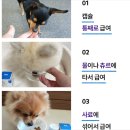 본아페티 | [추천] 강아지 슬개골 탈구 예방! 고기능성 관절 영양제 본아페티 솔직후기