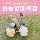 월드목장 | 강원도 홍천 오션월드 하늘양떼목장 아이랑 다녀온 후기, 관람팁, 비용