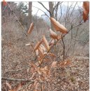 사파동232 이미지