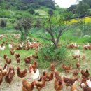 태은농장 이미지