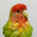 쓰담쓰담해줄개 이미지