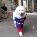 천지추 애견샵 이미지