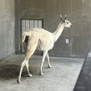 라마 이미지