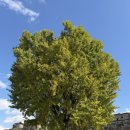 나무밭 | 화성행궁 애견동반 단풍 갈대밭 나홀로나무 11/2 방문 후기