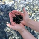 모니카애견 이미지