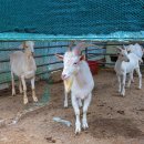 고성리산양목장 이미지