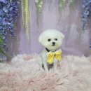 도그런살롱 이미지