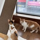랄라민박 네이버블로그