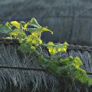 고향생각 이미지