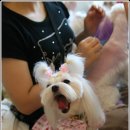 뽀미 이미지