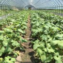 강릉시농업기술센터 이미지