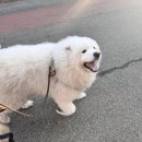 향기롭개 이미지