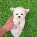 꽃보다강아지 이미지