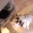 내사랑똥강아지 이미지