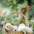 하얀강아지 이미지