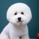 빵이펫살롱 이미지