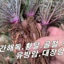 [지칭개, 이호채] 힘~ 단단함~ 남자들에게 인기 대박 / 간해독, 위장질환, 각종암에 좋은 산야초. 이미지