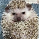 1872 | [❤️입양후기❤️] 1872.밤톨이 🦔