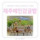 떡봉청과 | 제주여행 제주카페추천 포토존 가득한 '제주에인감귤밭 ' 한라봉청만들기 제주원데이클래스